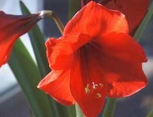 FLEUR 8
