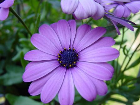 FLEUR 9